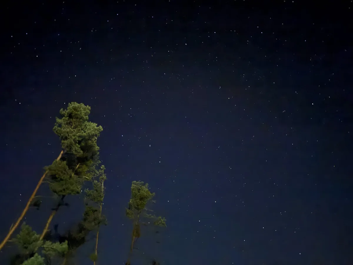 A starry night sky above the pine treetops